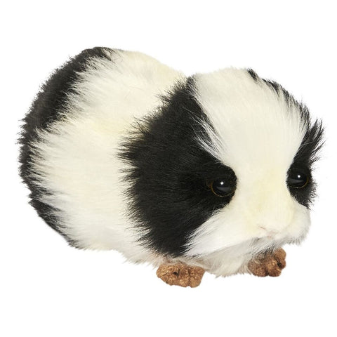 Black & White Guinea Pig