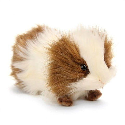 Brown & White Guinea Pig